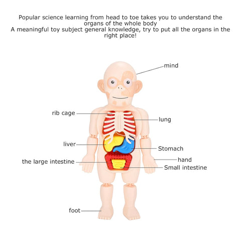 Human Body Model Set