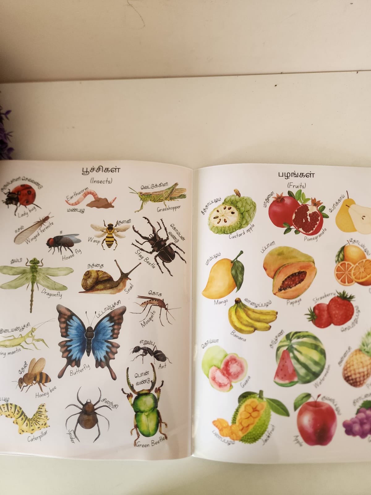 என் முதல் சொற்களஞ்சியம் - My First Vocabulary Book 🌈
