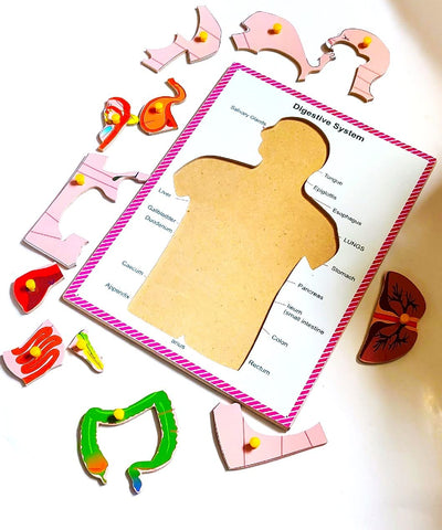 Wooden Human Body Digestive System Puzzle Board for Kids PRE Primary Education (12 Pieces)