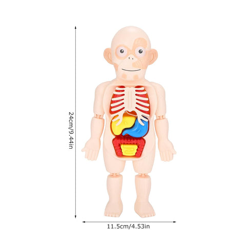 Human Body Model Set