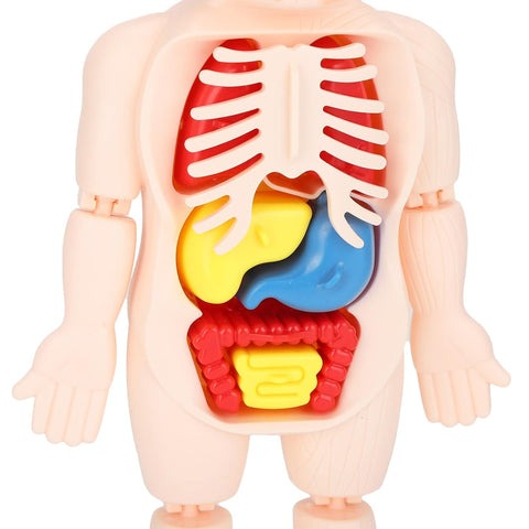 Human Body Model Set