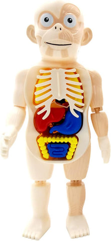 Human Body Model Set